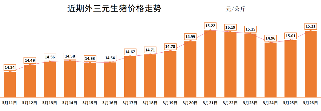 专家预测近期生猪行情走势，小明的趣事与友情纽带揭秘